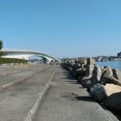 東二見白灯台波止の落ちギス調査