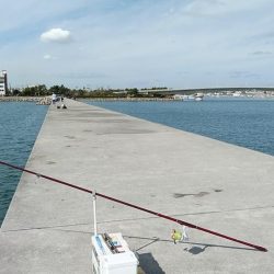 東二見でデカギスが釣れました