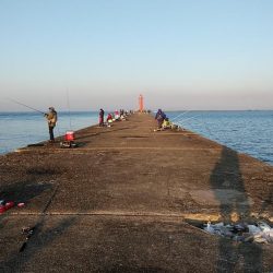 播磨新島のキス調査