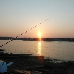 良型キスとハゼが釣れました