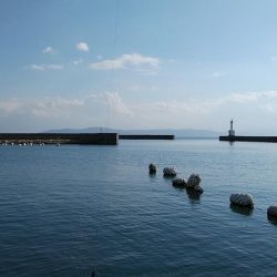 東二見のウミネコにキスを与えて来ました