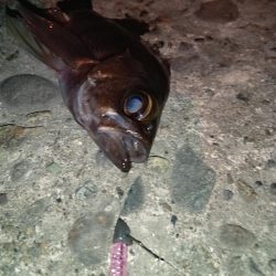 夜釣でのアジング