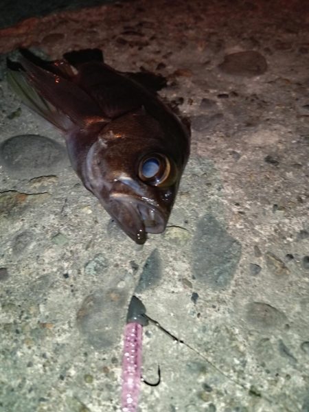 夜釣でのアジング