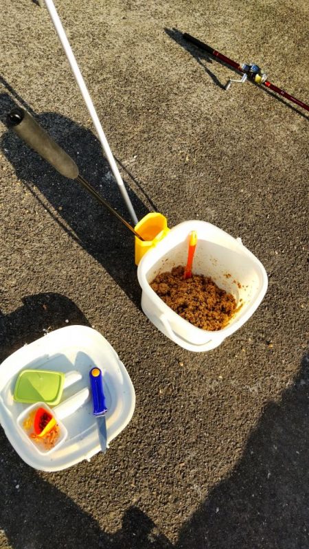 イワシキング　現る！