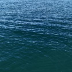 青物、太刀魚不発もマイクロ根魚