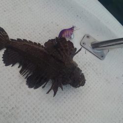 ボートエギング