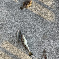 西側はフグ地獄