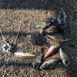 カレイ不発。五目つり