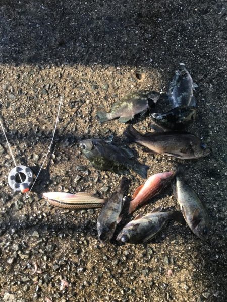 カレイ不発。五目つり