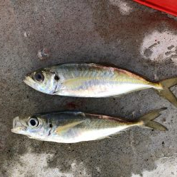 朝マヅメアジング