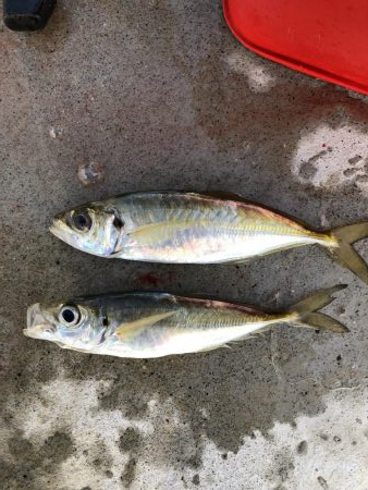 朝マヅメアジング