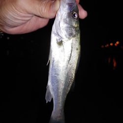 アジングのはずが