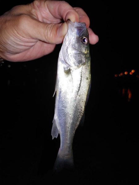 アジングのはずが