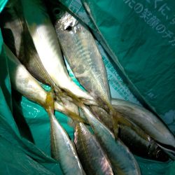 小潮のアジング