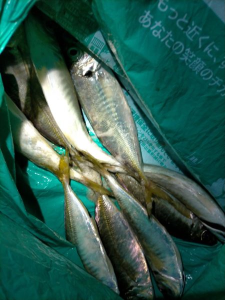 小潮のアジング