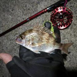 2021/10/31 須磨漁港ヘチ釣り（落とし込み）