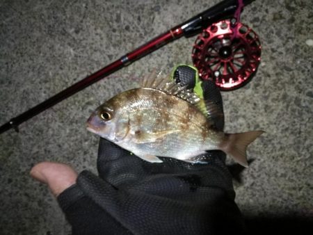 2021/10/31 須磨漁港ヘチ釣り（落とし込み）