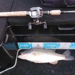 北山田50~37cm７本