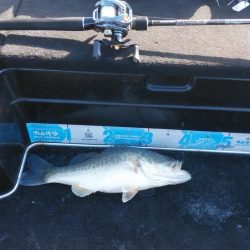 北山田50~40cm 4本