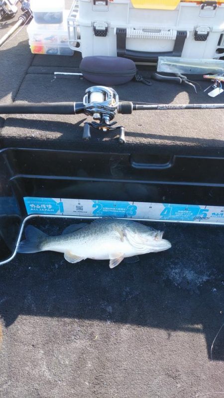 北山田50~40cm 4本