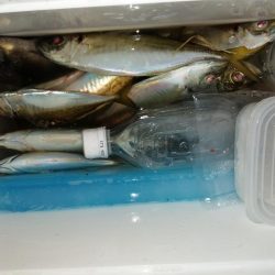 メバルが釣れ始めました