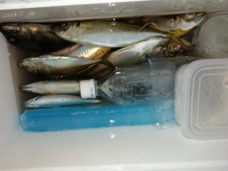 メバルが釣れ始めました
