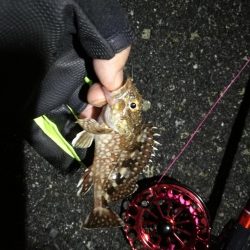 2021/11/18 南港ヘチ釣り~根魚狙い