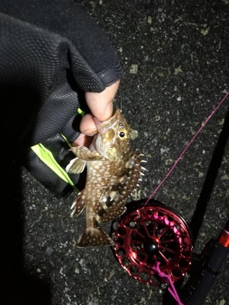 2021/11/18 南港ヘチ釣り~根魚狙い