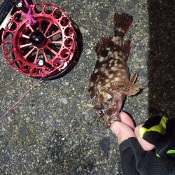 2021/11/24 南港ヘチ釣り