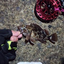 2021/11/26 南港ヘチ釣り