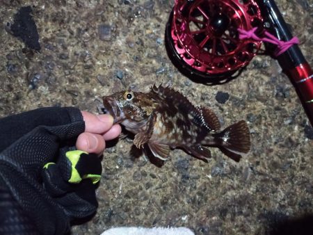 2021/11/26 南港ヘチ釣り