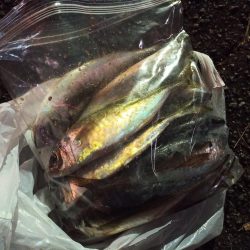 2021/11/27 南港アジング釣行