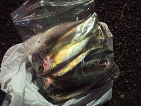 2021/11/27 南港アジング釣行