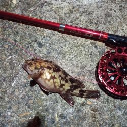 2021/11/28 南港ヘチ釣り～根魚狙い