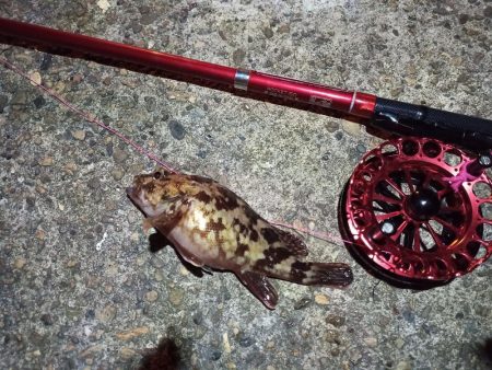 2021/11/28 南港ヘチ釣り～根魚狙い