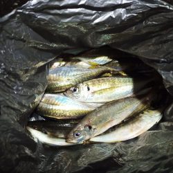 2021/11/29 南港アジング釣行