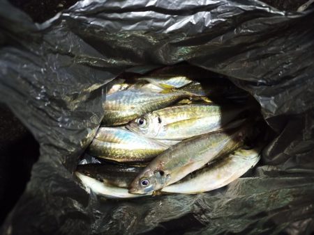 2021/11/29 南港アジング釣行