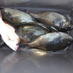 フカセ‥最高ですネ・・