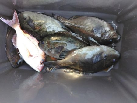 フカセ‥最高ですネ・・