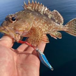 A.P.Pフィッシングガイドサービス　イカ狙いを断念、メタルジグを放りロックフィッシュゲームを楽しむ