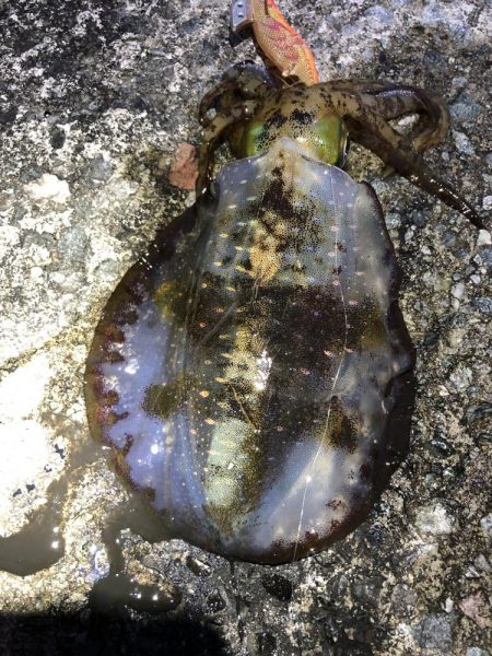 2020 佐渡ヶ島エギング 41回目