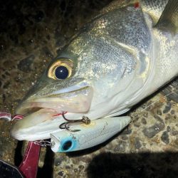 シーバス　風が強い夜でした