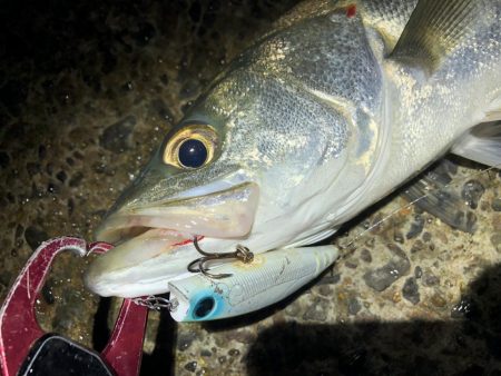 シーバス　風が強い夜でした