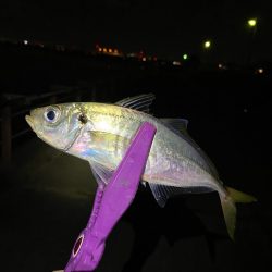 舞洲アジング 中アジ攻略