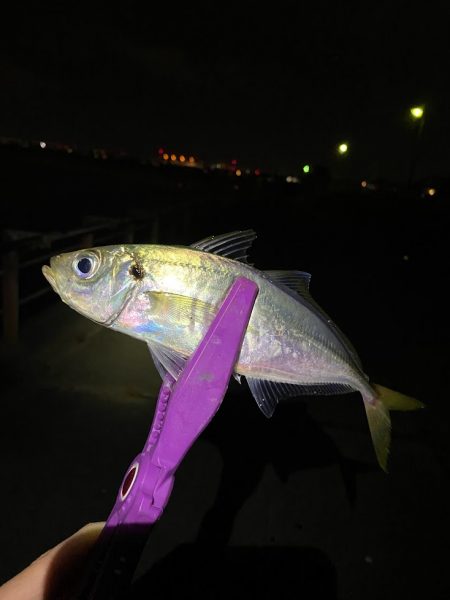 舞洲アジング 中アジ攻略