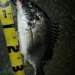 ぶら河川調査!!