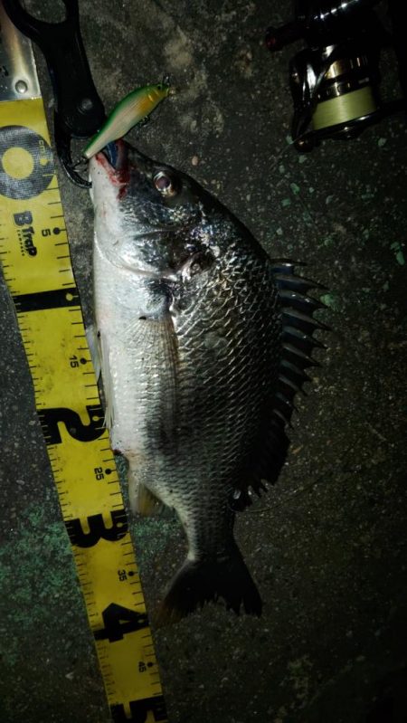 ぶら河川調査!!