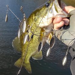 ワンフックアラバマでぽつぽつ