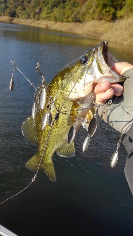 ワンフックアラバマでぽつぽつ