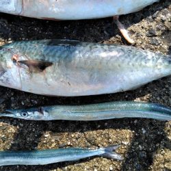 大サバ・中サバ・サバ・サバ時々タチウオ 明けるとサヨリ